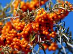 Sea buckthorn fruit 